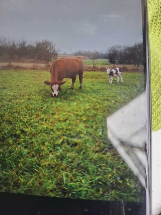 vând vacă cu vițel