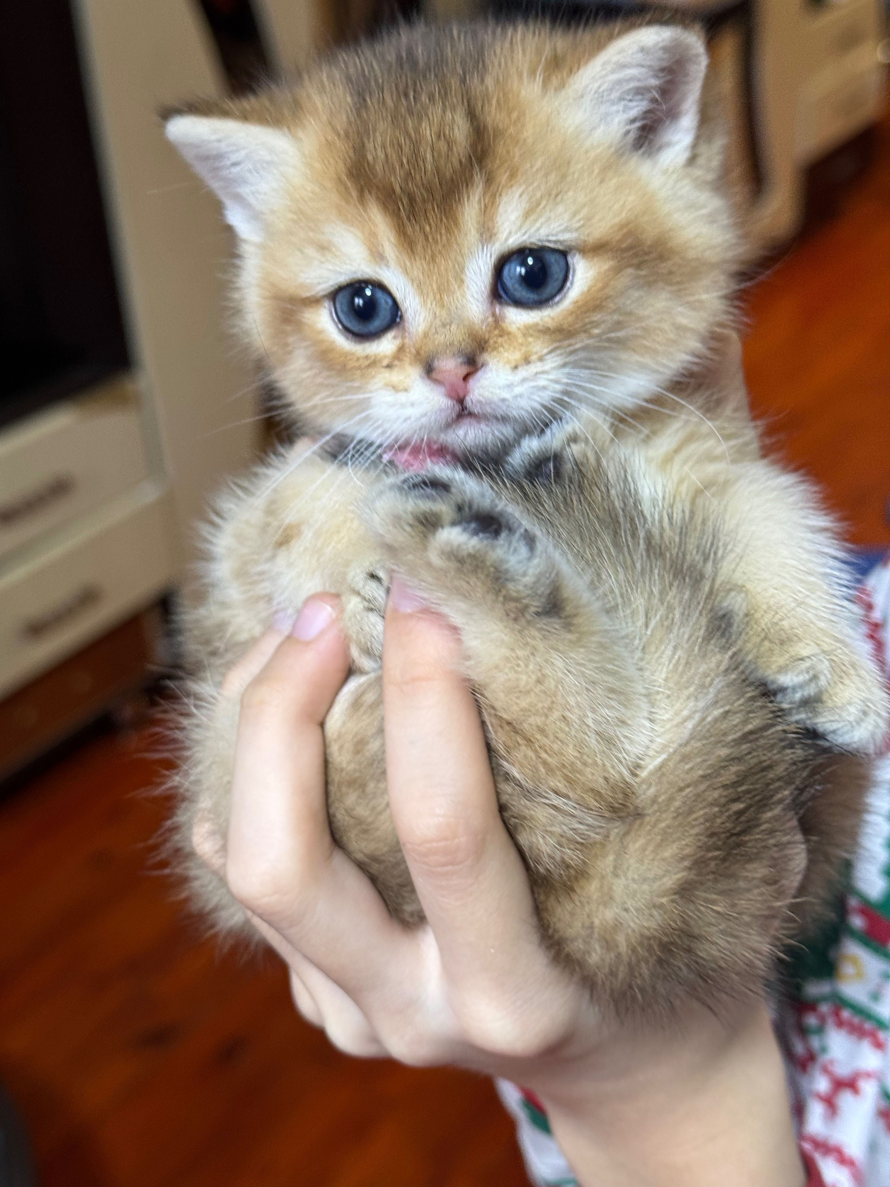 Продается котенок мальчик страйк.