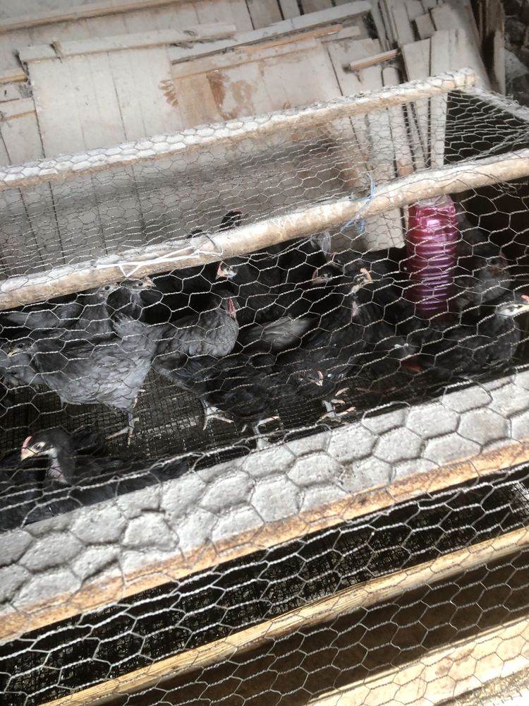 Pui australorp  negru si albastru