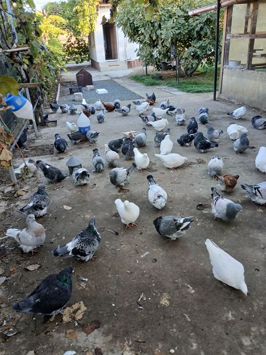De vânzare porumbei mondaine francez, tineret și maturi