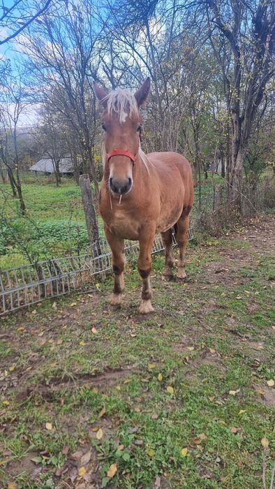 Manz blond de vanzare