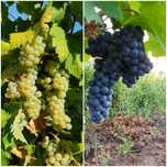 Struguri aromati albi si rosii pentru vin
