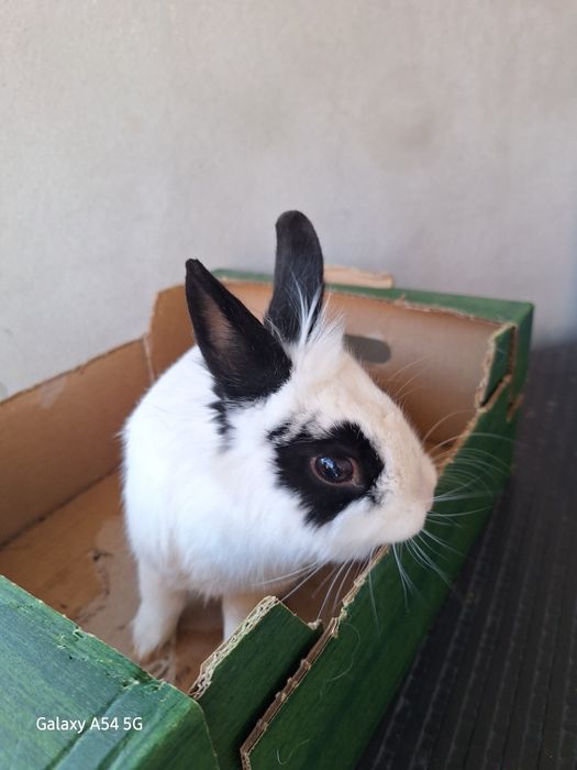 Vând cușcă iepuri impreuna cu  2 iepuri talie mica  în vârstă de 2 ani