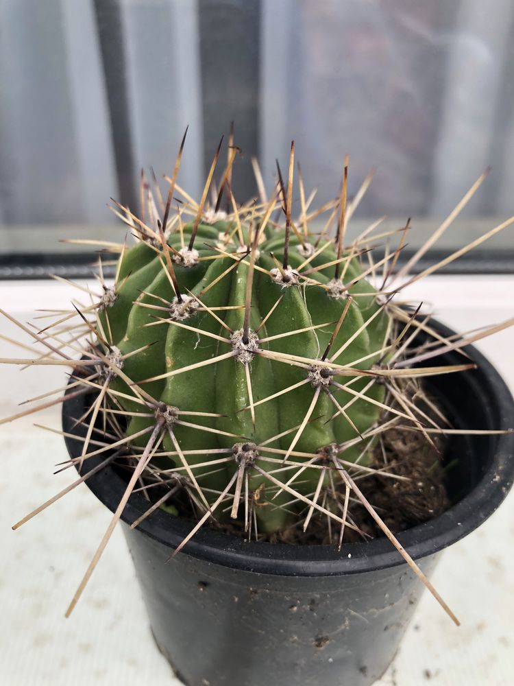 Cactus diferite marimi