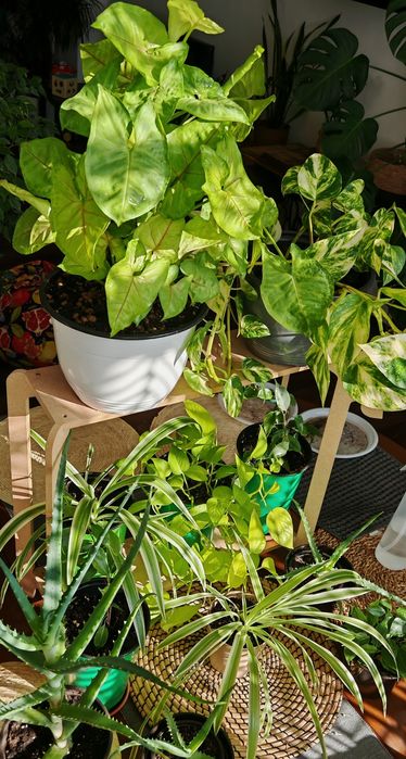 Продам комнатные цветы