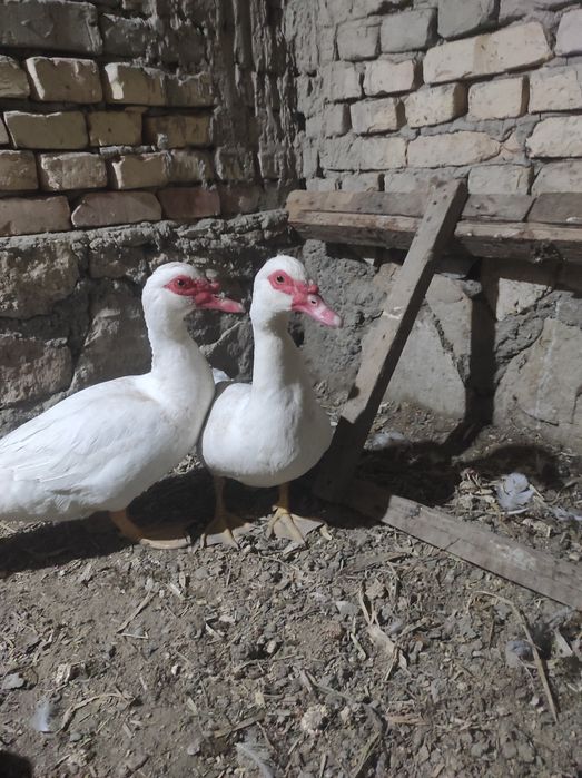 Индаутка сотилади