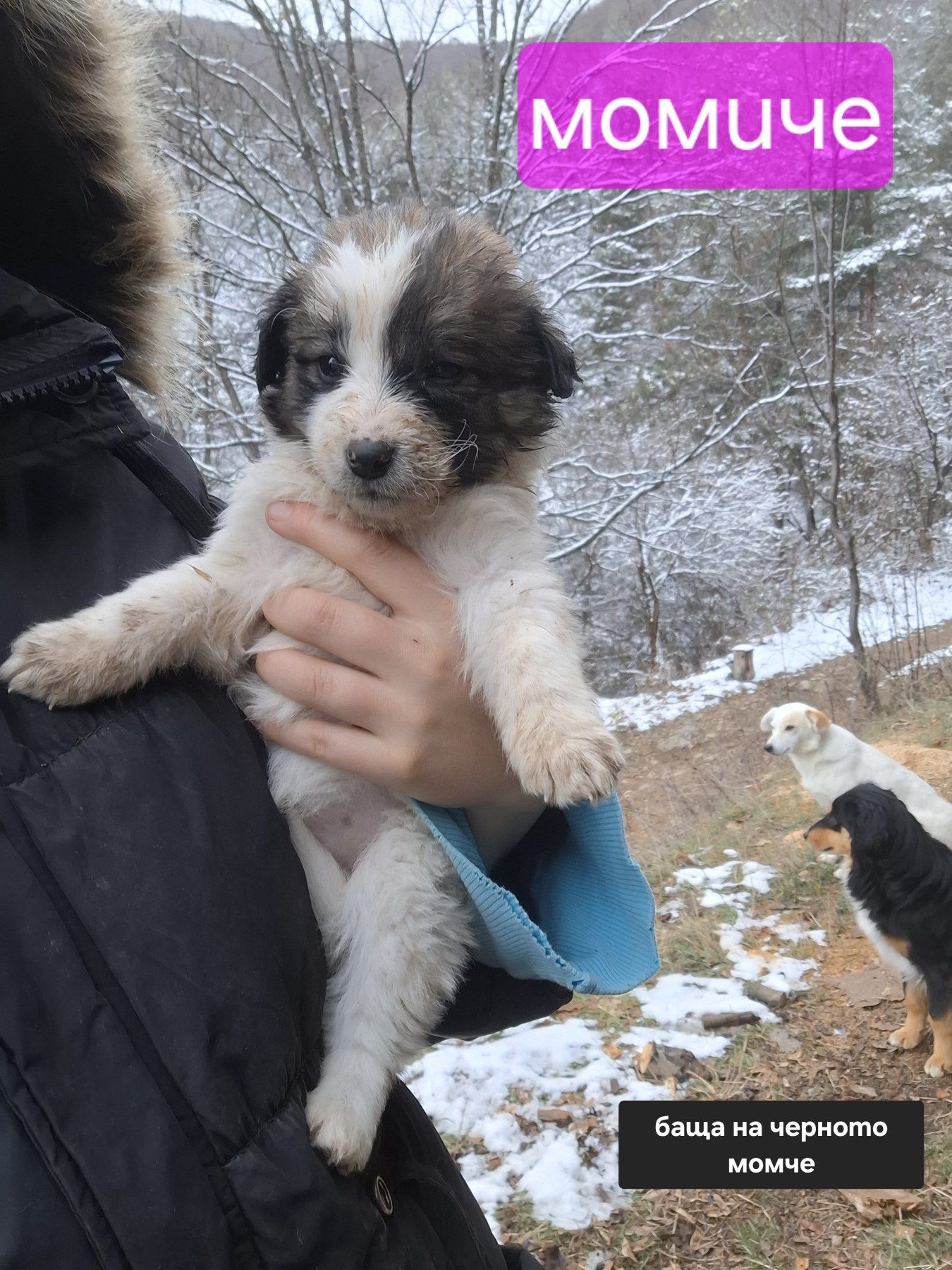 Подарявам кученца