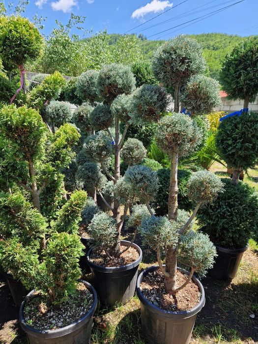 Pom pon spirală toate dimensiunile