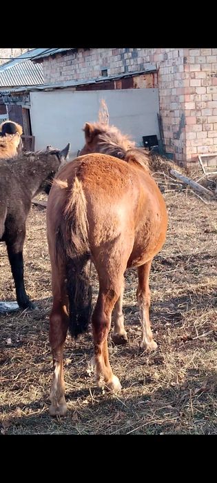 Семіз тай сатылады