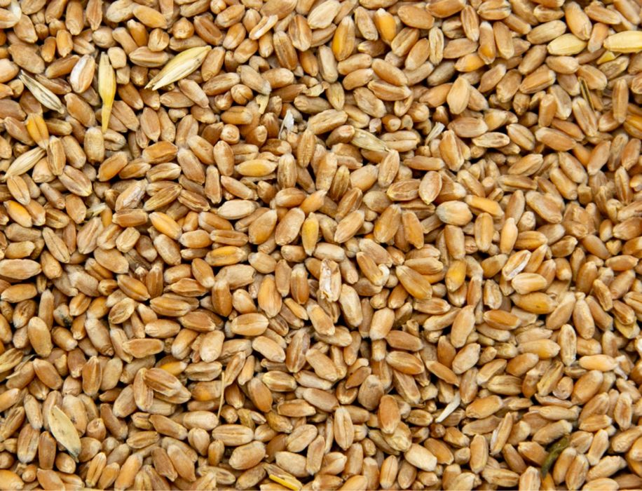 Продам пшеницу для корма