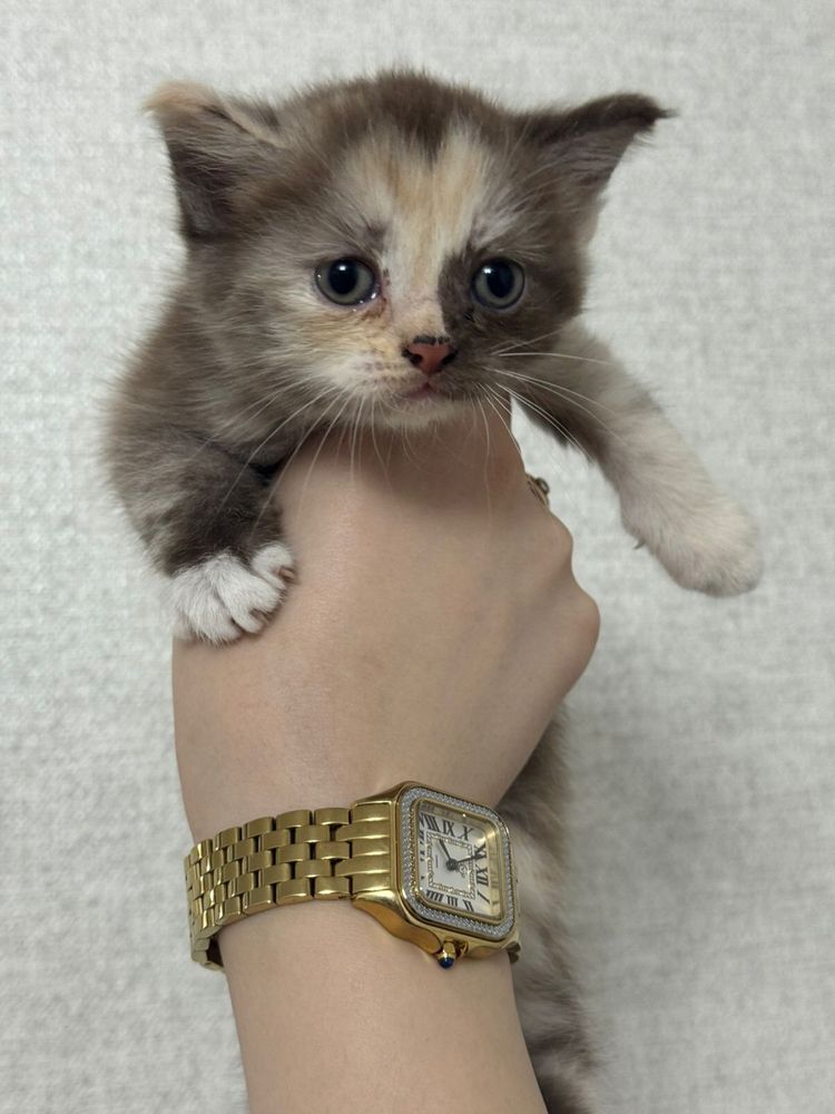 Продам котенка шотландскую прямоухую