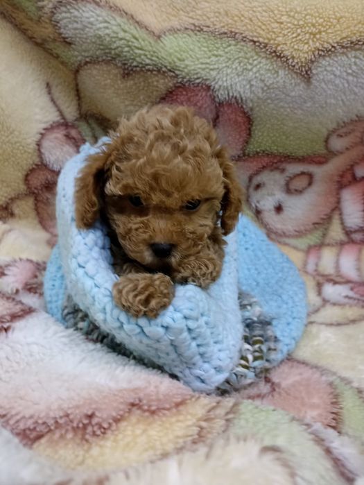 Той Пудель малыши