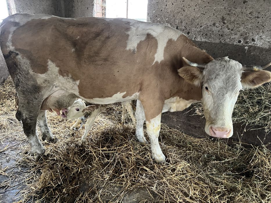 Vaca baltata cu vitel