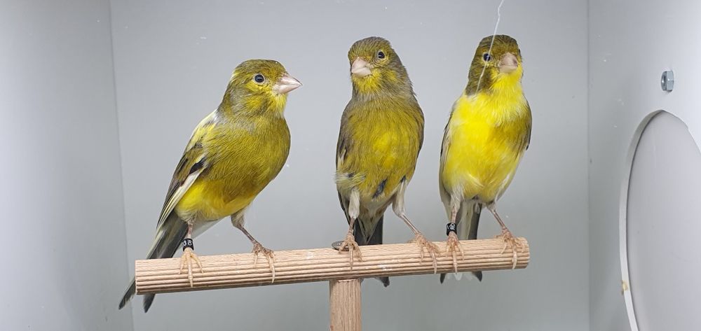 Canari razza espaniol  2025