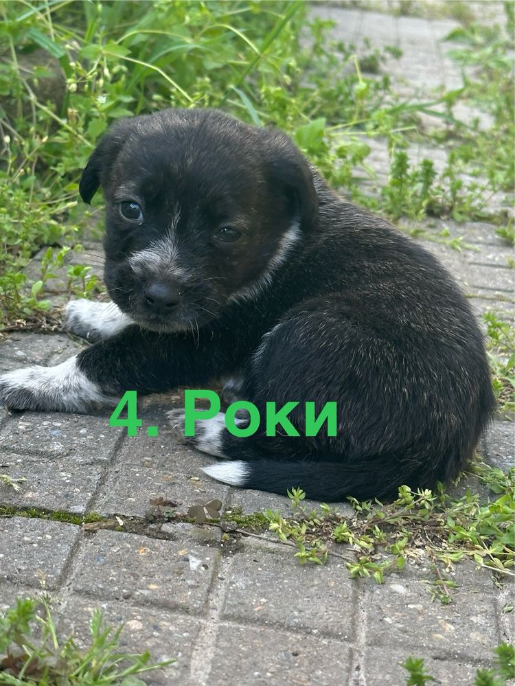 Подарявам кученца