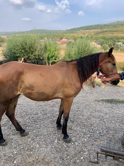 Vând mânză de doi ani învățată la ham