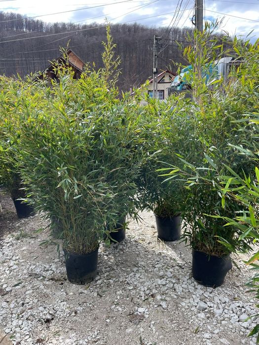 Spirală. bambus. Buxus.