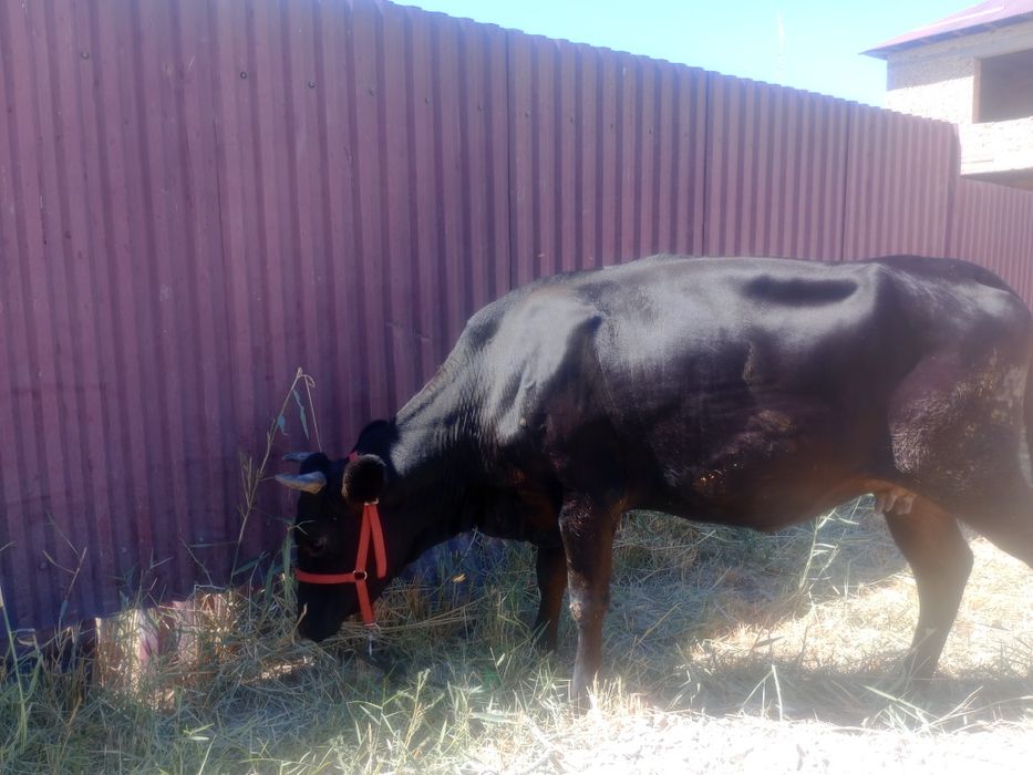 G'unojin 8 oylik bug'o'z 1chi qorin