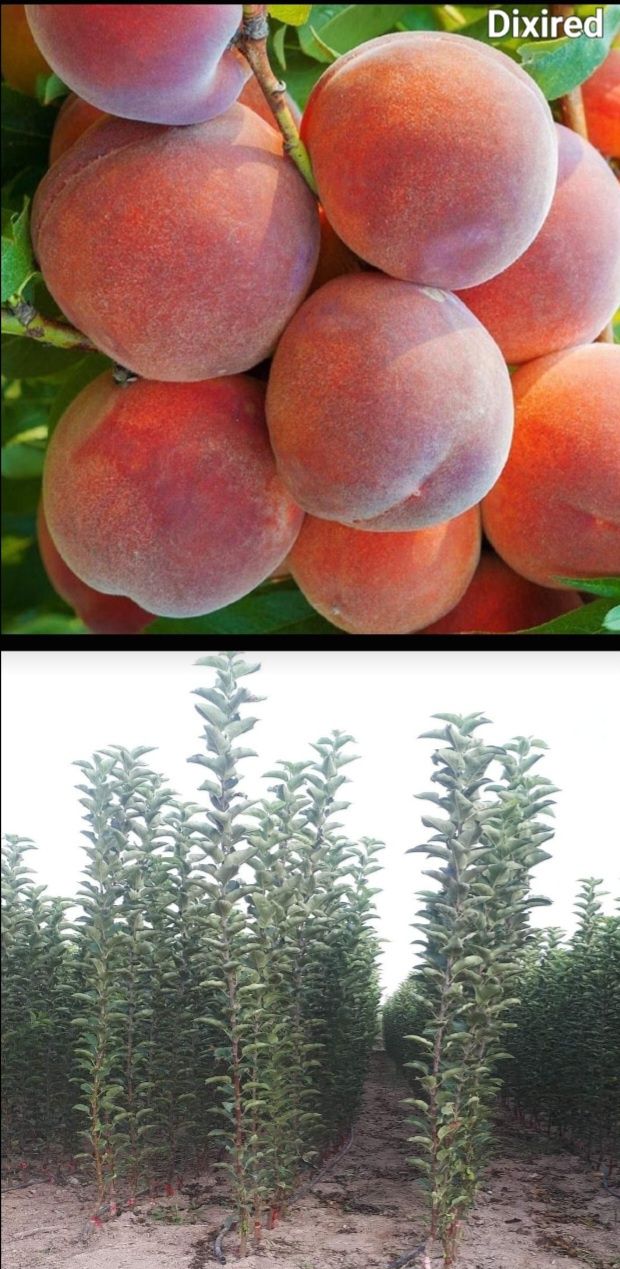 Caisi-pomi fructiferi