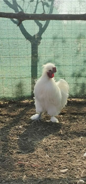 Vand Cocos matase japoneza