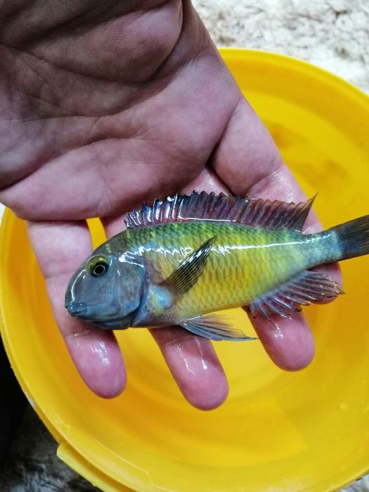 Рибки Африкански цихлиди Tropheus Red Rainbow 12-13cm