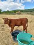 Vițică angus 3 luni