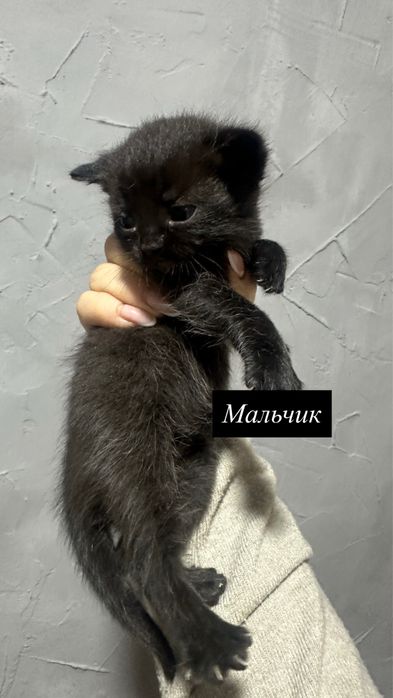 Отдам в добрые руки