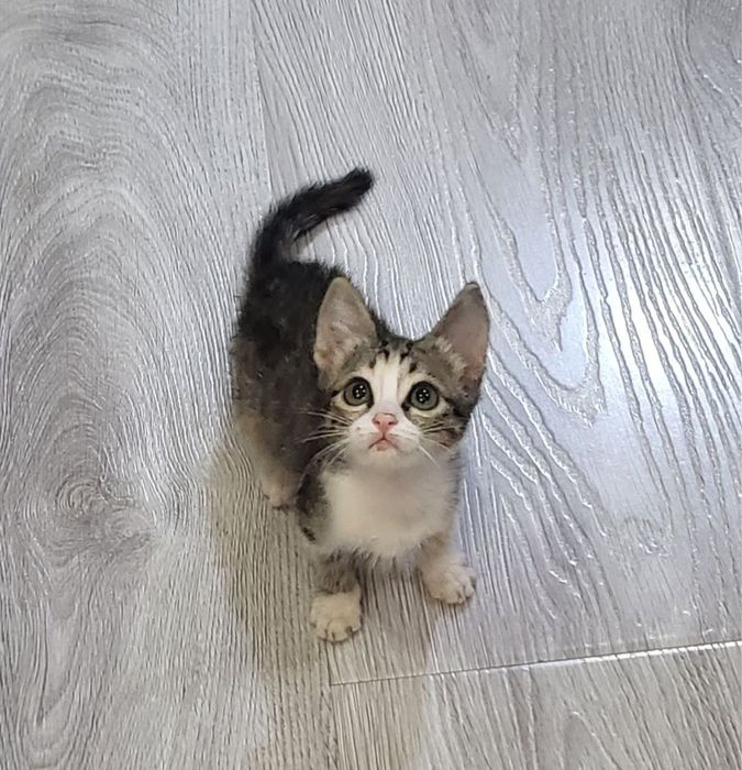 Отдам даром в добрые руки