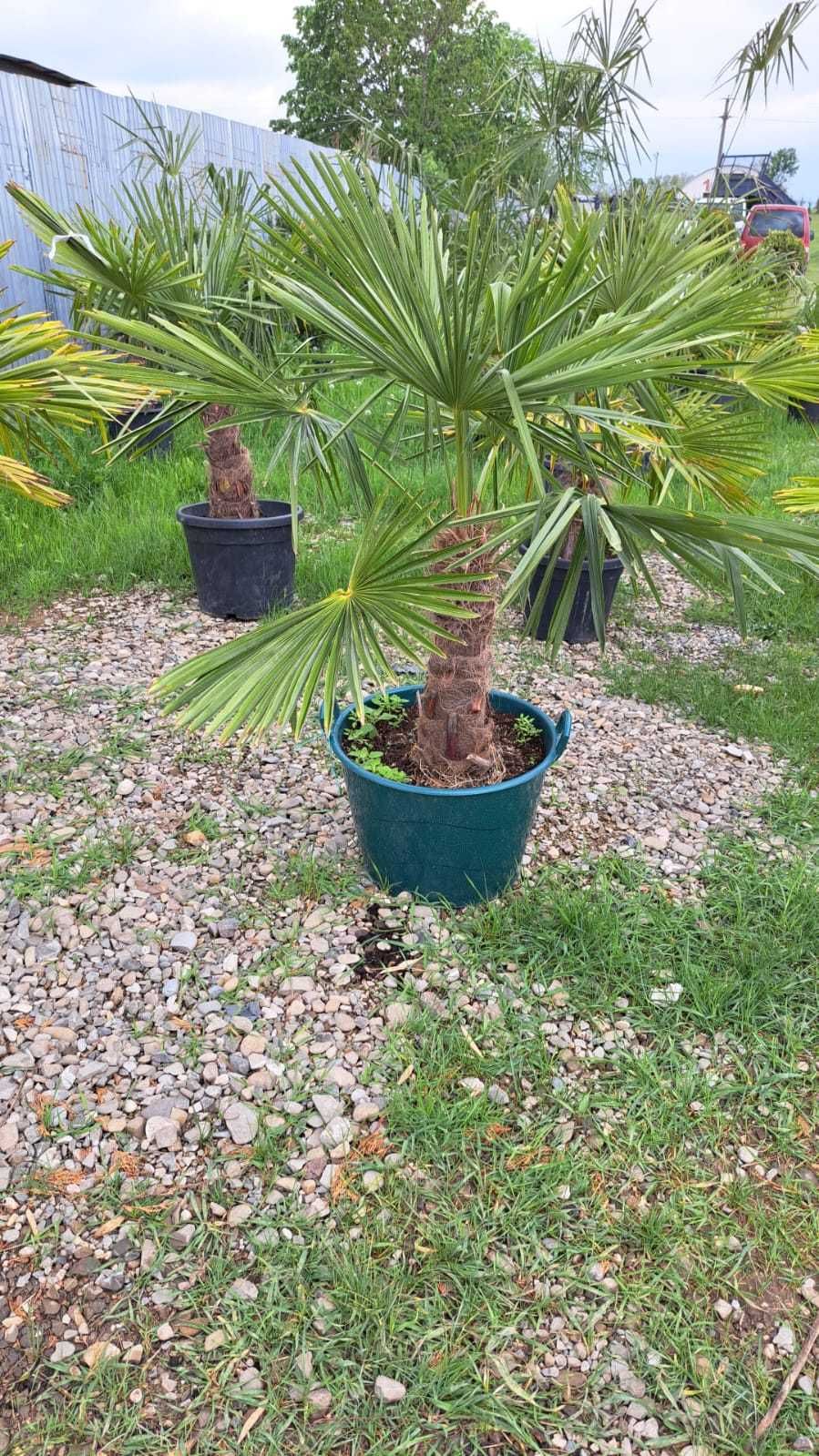 Leylandii Cupressocyparis Plante ornamentale