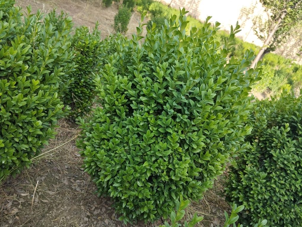 Шамшод кучатлари
