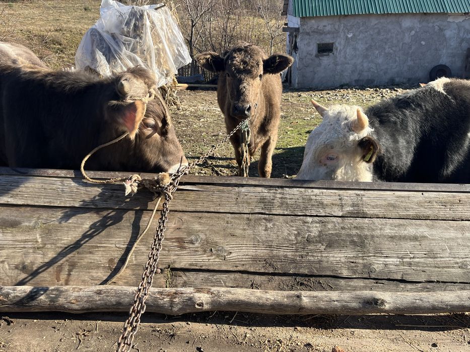 Vand vitei, in jur de un an,