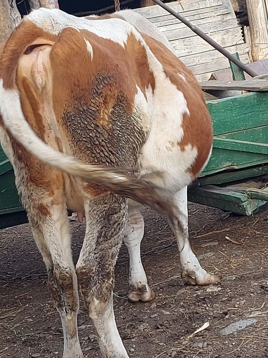 Vaca de vanzare tanara