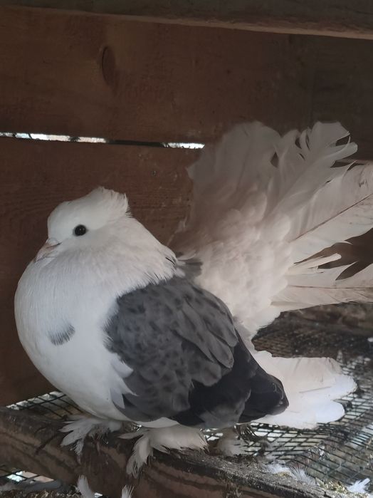 Porumbei,texani,americani,rotati