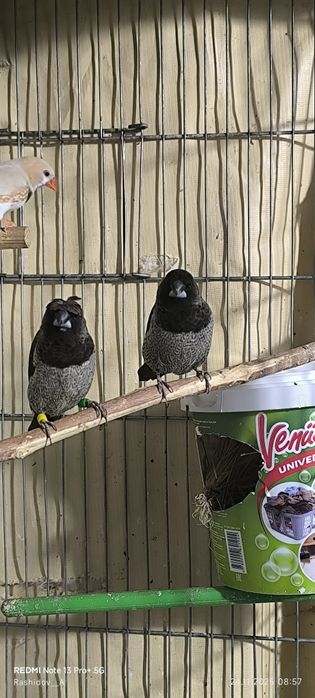 Чешуйчатый японский амадинла сотилади тайор пара