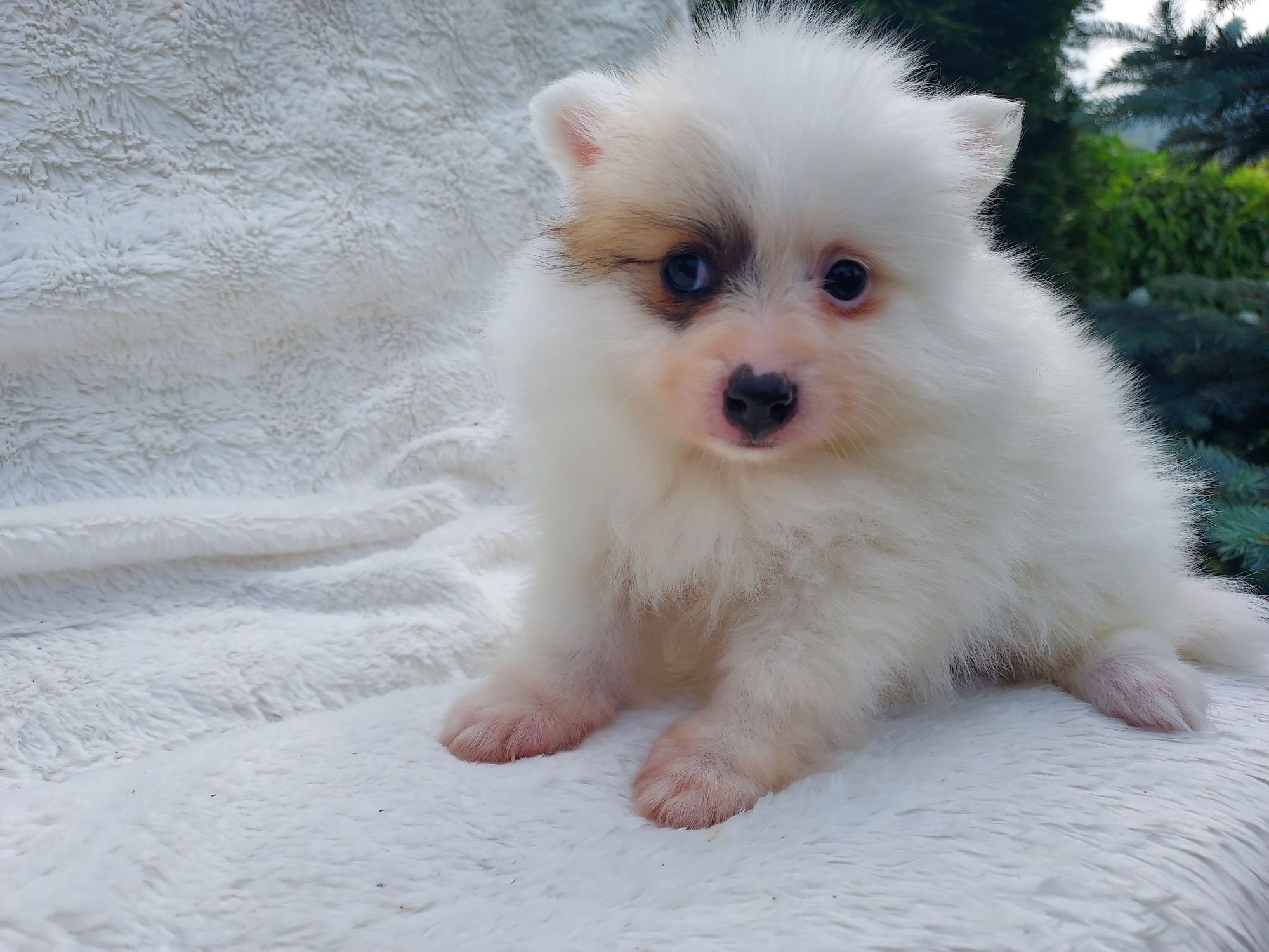 Pomeranian Boo Fetița