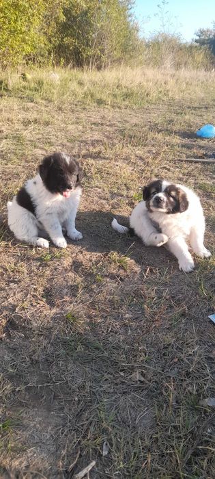 Ciobanesc de bucovina fara adoptie