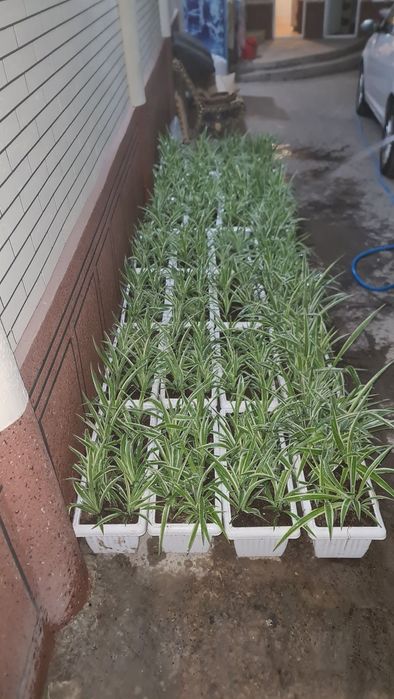 Xar xil turdagi gullarimiz sotuvda