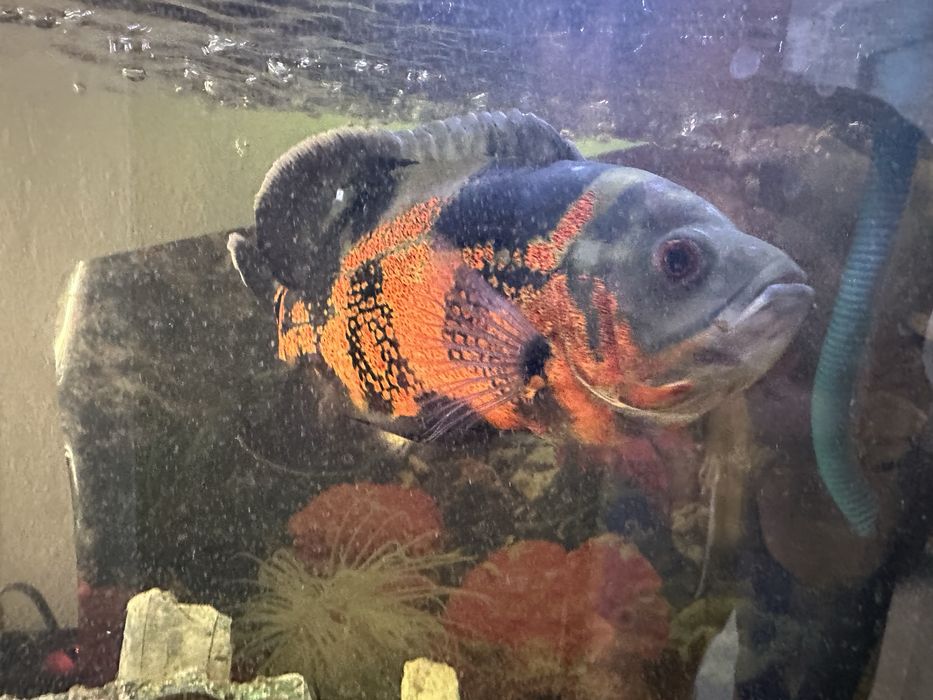 Продавам риба Оскар    Tiger Oscar