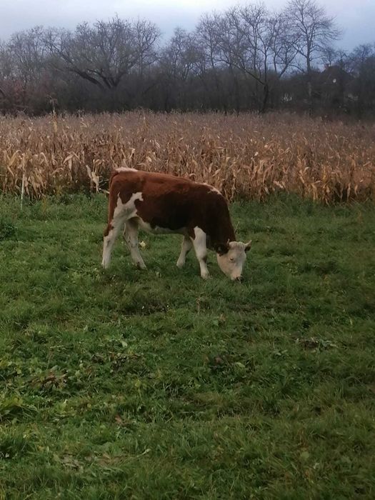 Vand juninci baltate