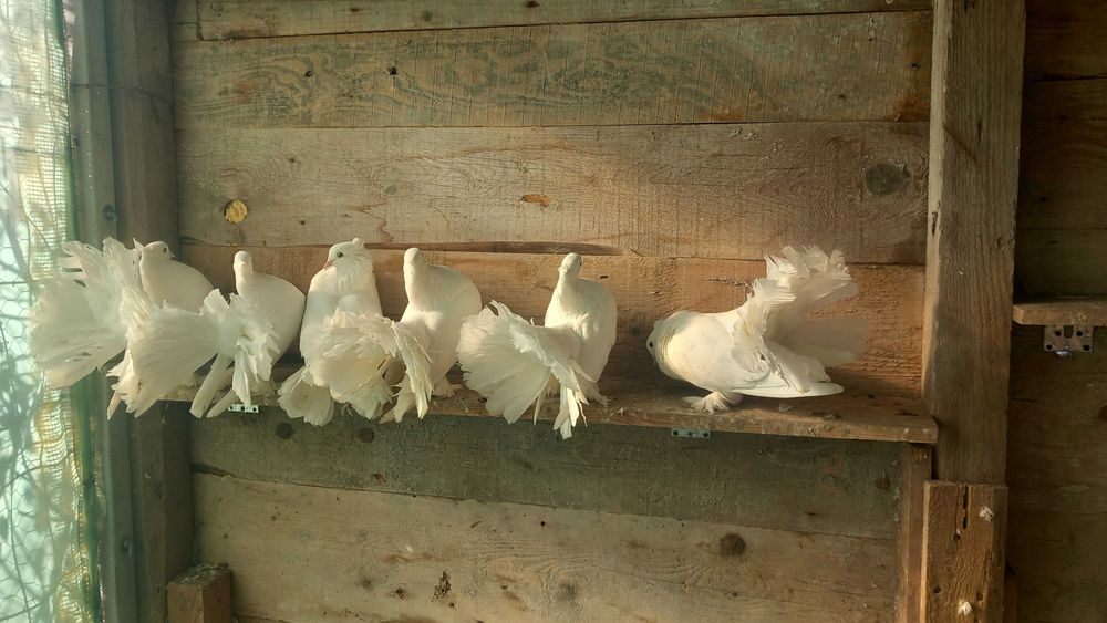 Porumbei voltați indieni albi