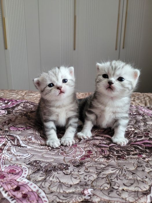 Шотландские котята