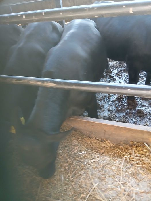 Vanzare tauri angus