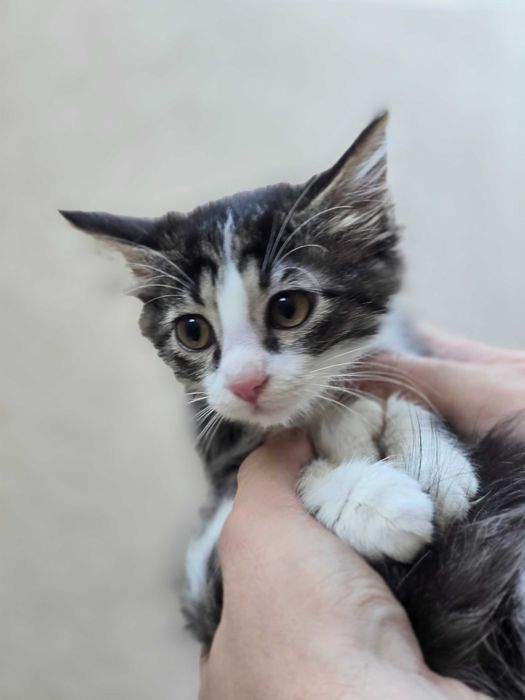 Котёнок, девочка, 3 месяца