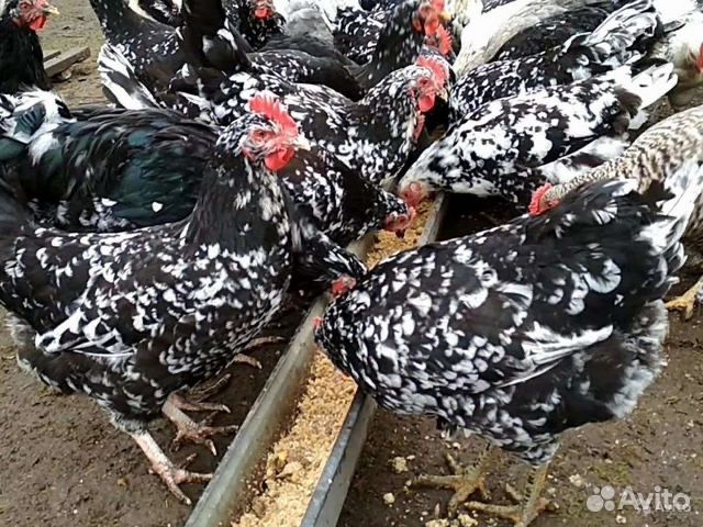 Цыплята черно пестрый австралорп