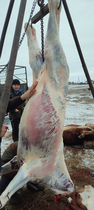 Продам мясо конины молодняк