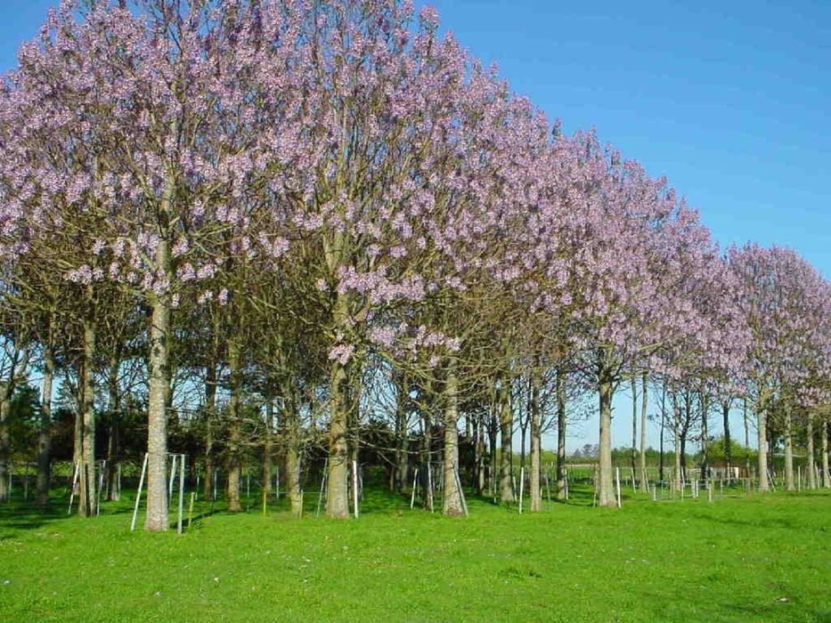 Paulownia SHANTONG PREMIUM: Butasi, Seminte, Drajoni