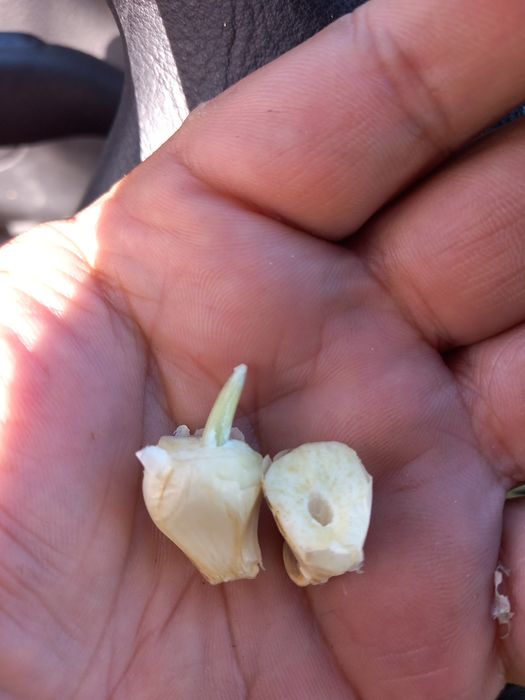 Usturoi de pus în pământ și consum