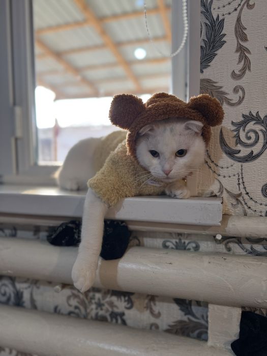 Пародный Шотландский скотт пышык сатылады