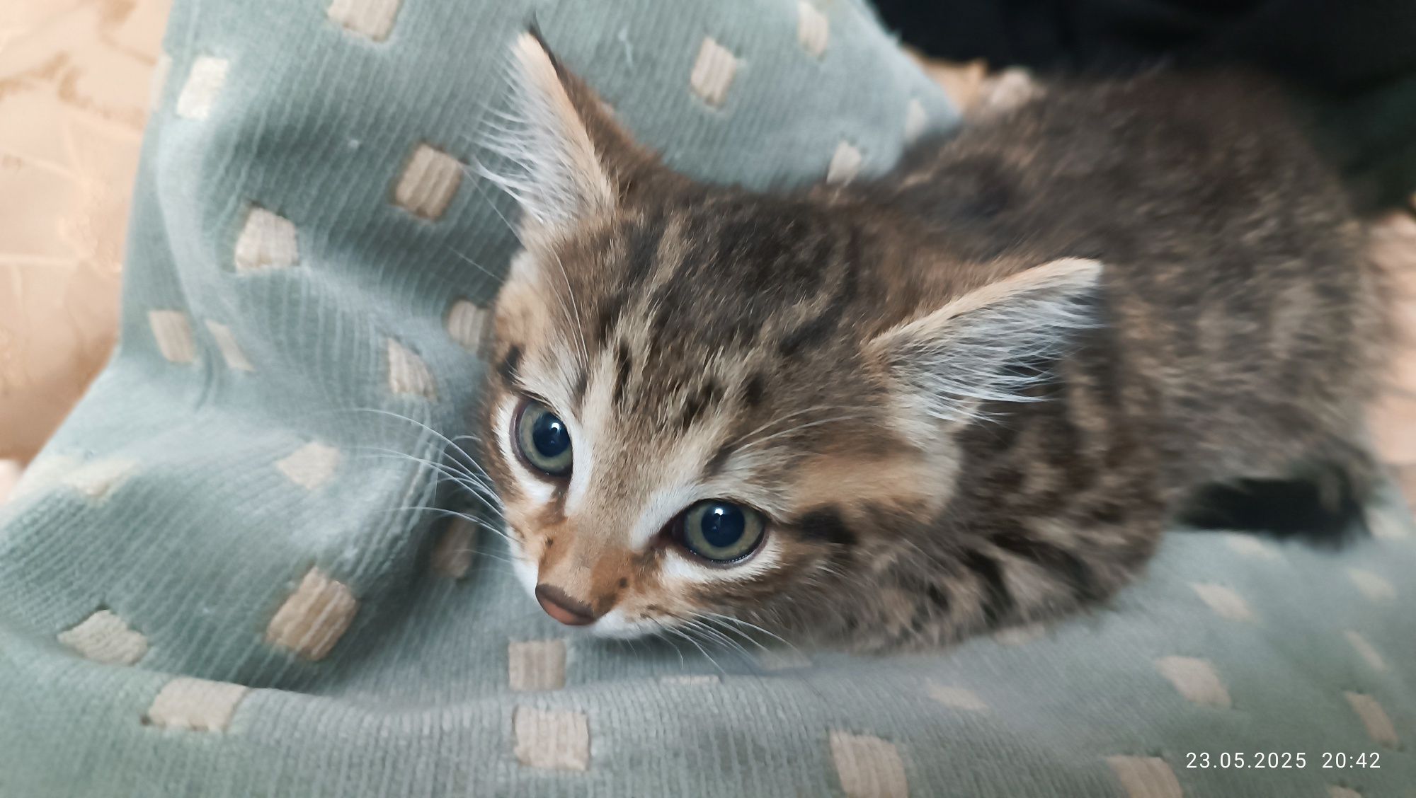 Котенок кошечка девочка