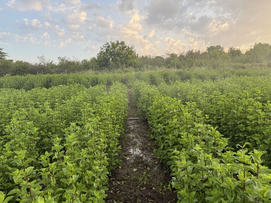Menta olandeza in curs de certificare bio!